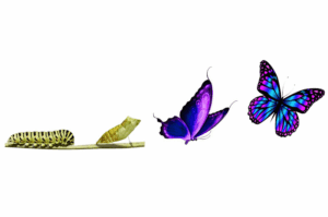 butterfly transformation butterfly transformation